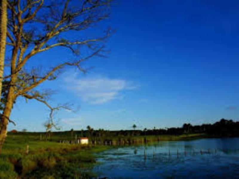 Lontra - MG