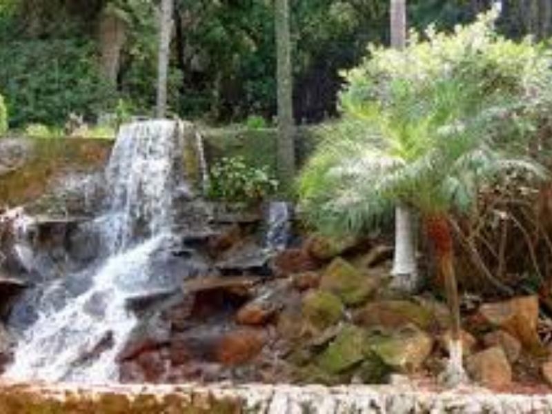 Onça de Pitangui - MG